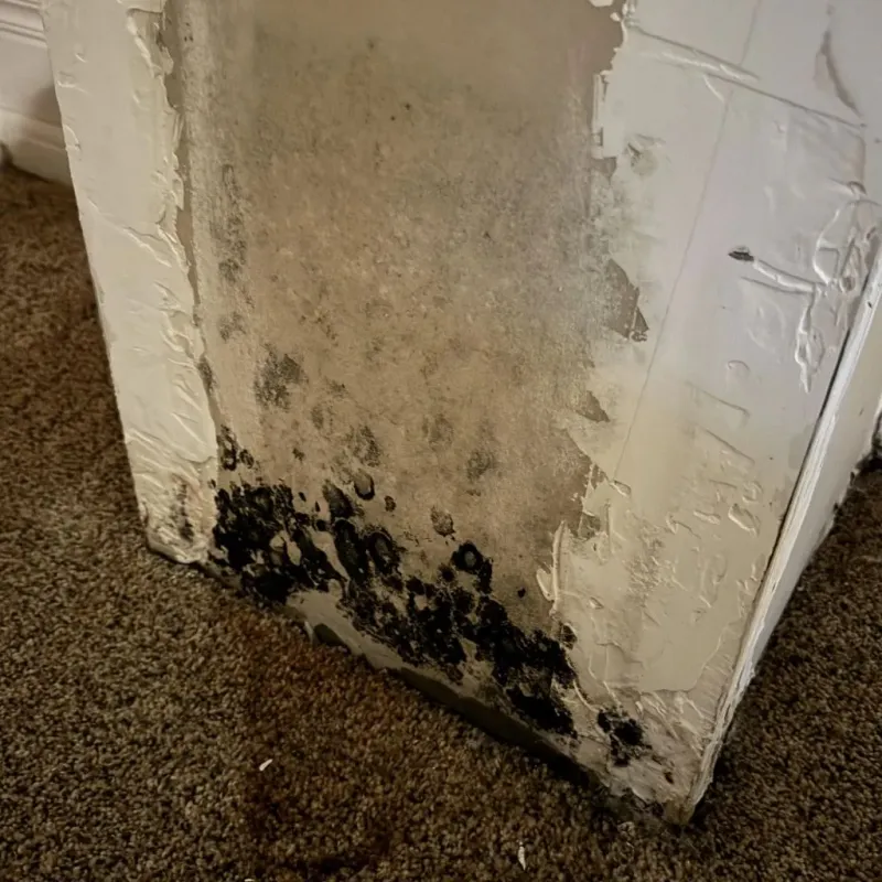Professional Mold Removal in Sweetwater, TX